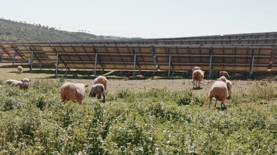 Instal·lació fotovoltaica sobre terreny amb pastura d’ovelles